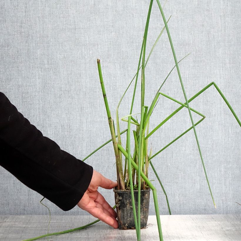 Spécimen de Scirpus mucronatus - Scirpe mucroné Godet de 8/9 cm tel que livré au printemps