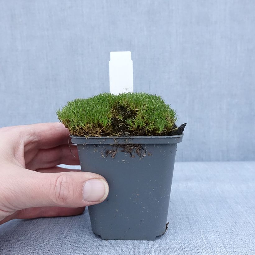 Spécimen de Scleranthus uniflorus Bronze - Scléranthe Godet de 8/9 cm tel que livré en hiver