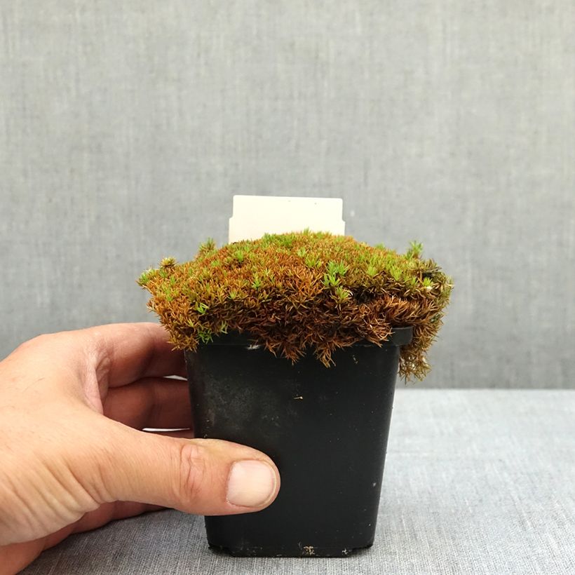Spécimen de Scleranthus uniflorus Bronze - Scléranthe Godet de 8/9 cm tel que livré au printemps