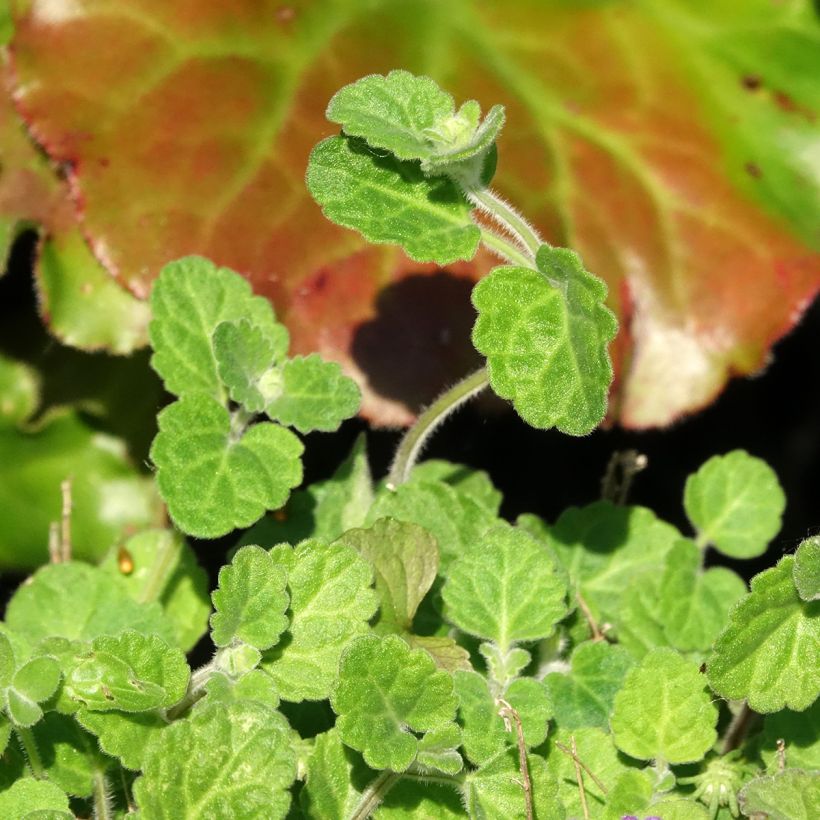 Scutellaria indica var. parviflora - Scutellaire (Feuillage)