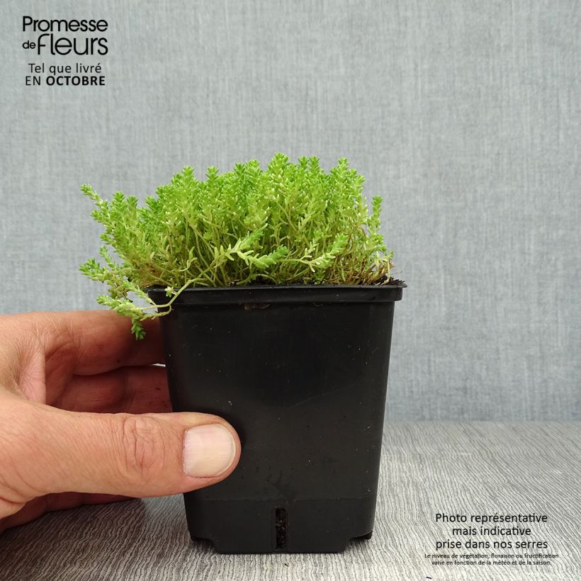 Spécimen de Sedum acre Yellow Queen - Orpin jaune Godet de 8/9 cm tel que livré en automne
