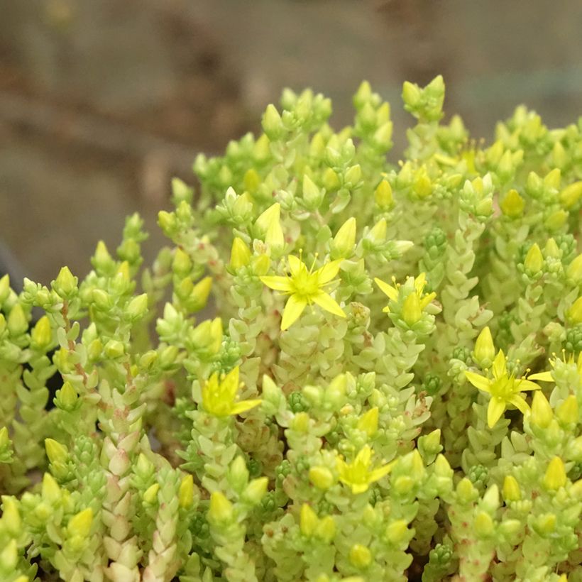 Sedum acre Yellow Queen - Orpin jaune (Feuillage)