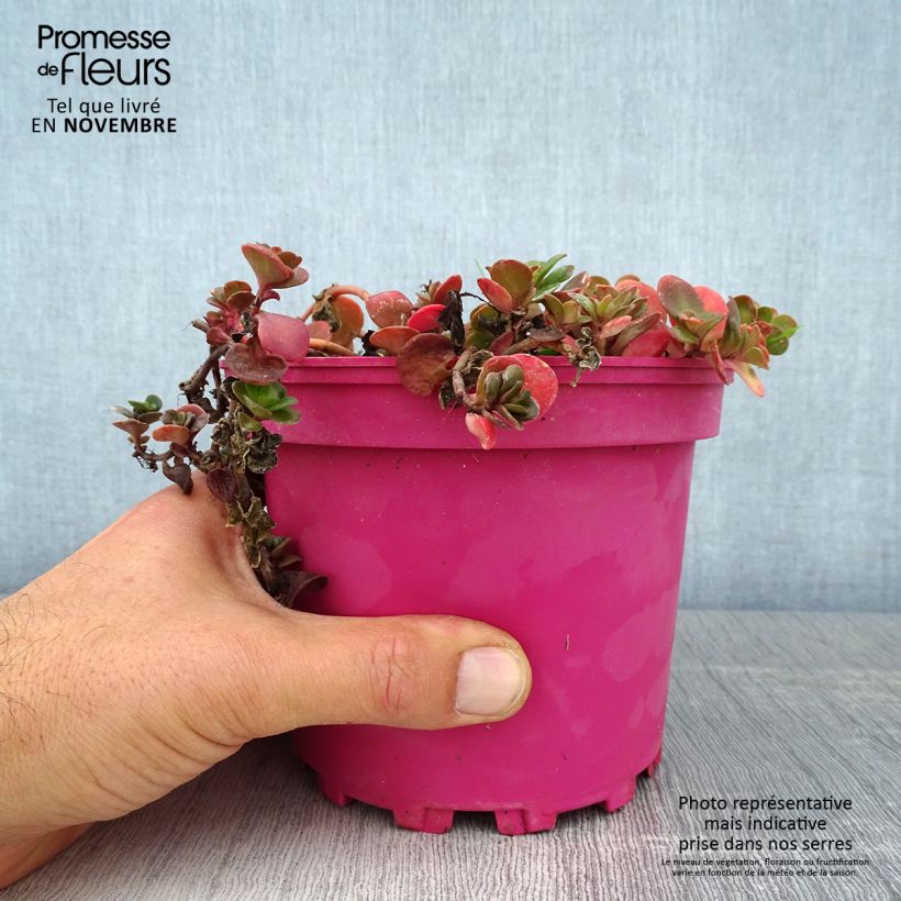 Spécimen de Sedum album Coral Carpet - Orpin blanc Pot de 2L/3L tel que livré en automne