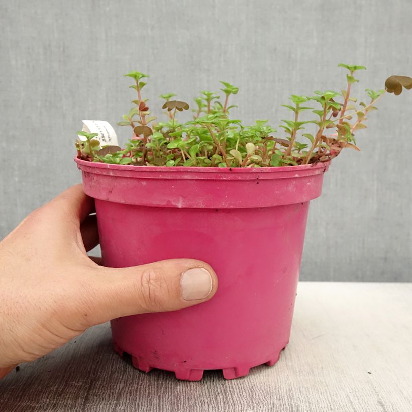 Spécimen de Sedum album Coral Carpet - Orpin blanc Pot de 2L/3L tel que livré au printemps