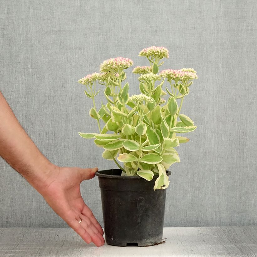 Spécimen de Sedum Autumn Charm (Hylotelephium) Pot de 2L/3L tel que livré en été