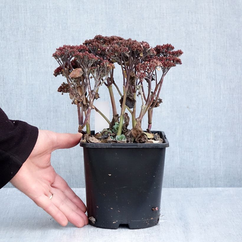 Spécimen de Sedum Back in Black - Orpin d'automne Pot de 1,5L/2L tel que livré en automne