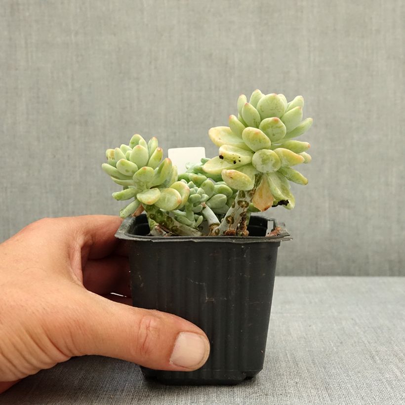 Spécimen de Sedum clavatum - Orpin mexicain Godet de 8/9 cm tel que livré au printemps