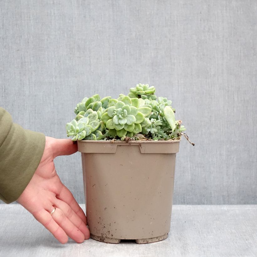 Spécimen de Sedum clavatum - Orpin mexicain Pot de 3L/4L tel que livré en hiver