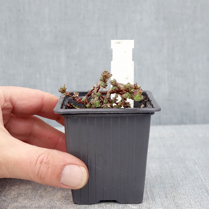 Spécimen de Sedum cyaneum Rosenteppich (Rose carpet) - Orpin de Sakhaline  Godet de 8/9 cm tel que livré en hiver