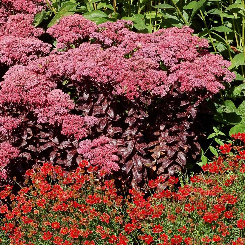 Sedum Dark Magic (Plant habit)
