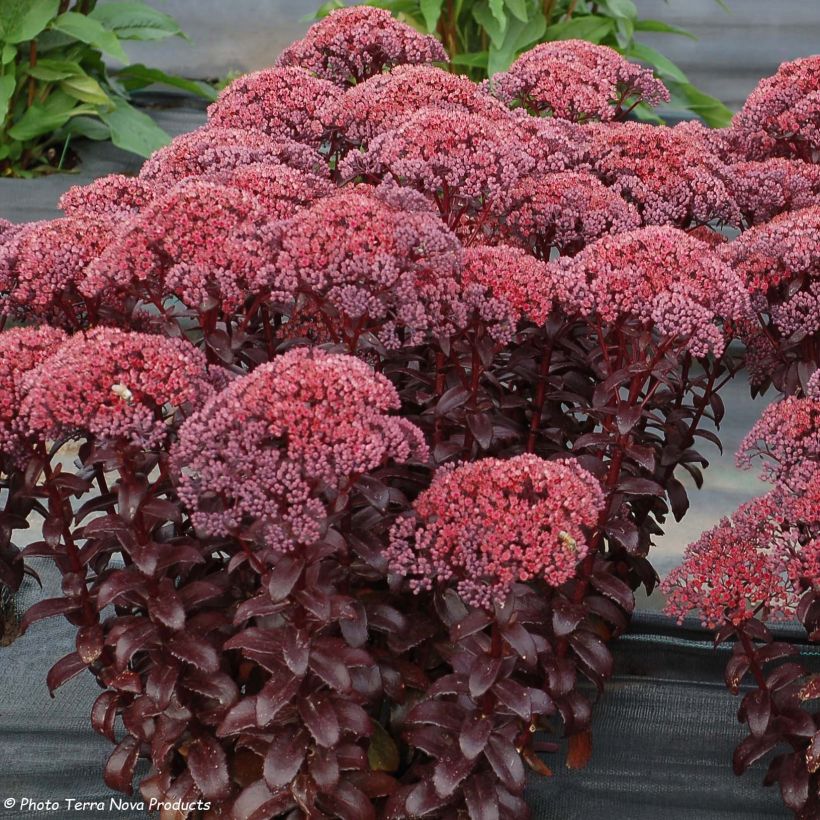 Sedum Dark Magic (Flowering)