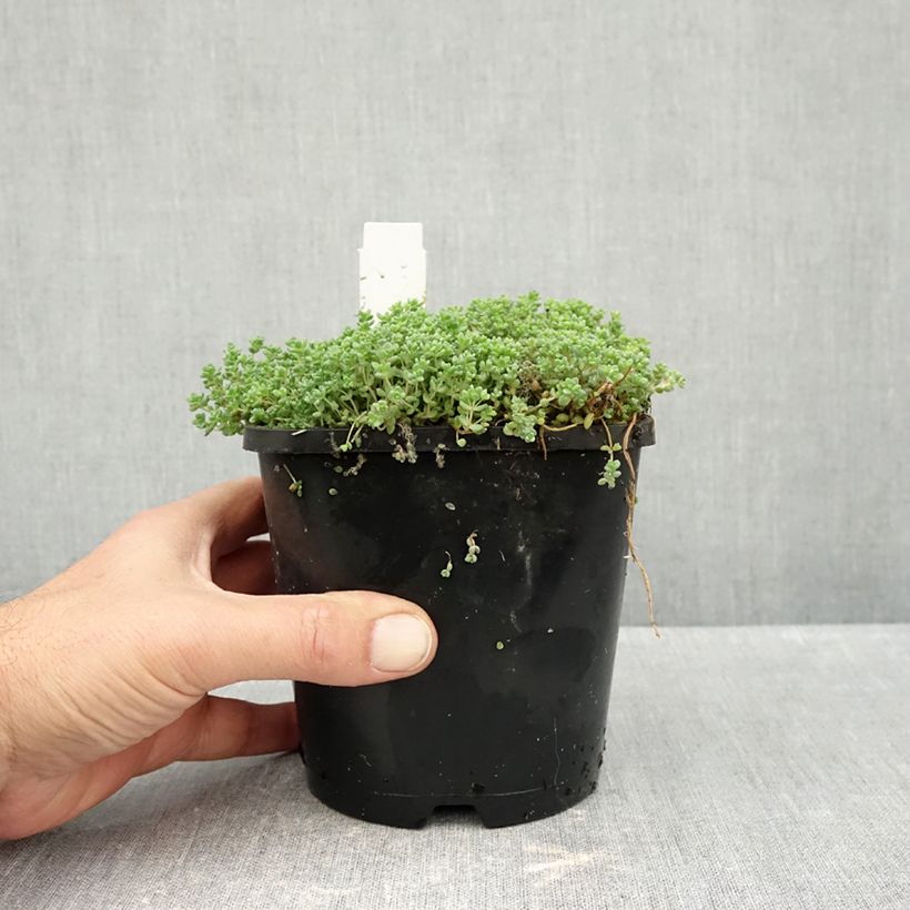 Spécimen de Sedum dasyphyllum - Orpin à feuilles épaisses Pot de 1,5L/2L tel que livré en automne