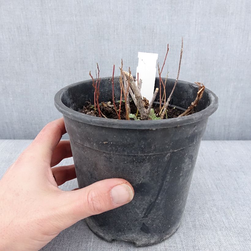 Spécimen de Sedum Frosted Fire - Orpin d'automne. Pot de 2L/3L tel que livré en hiver