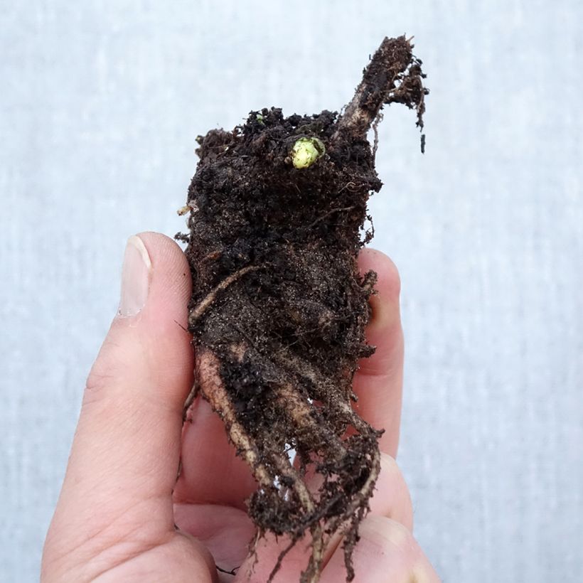 Spécimen de Sedum Herbstfreude ou Autumn Joy  Racines nues, Qualité Extra équivalant à un pot de 2L tel que livré en hiver