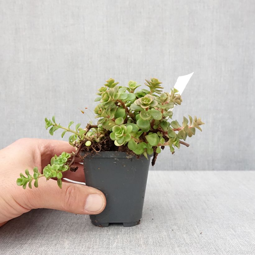 Spécimen de Sedum makinoi Lime Godet de 7/8 cm tel que livré en hiver