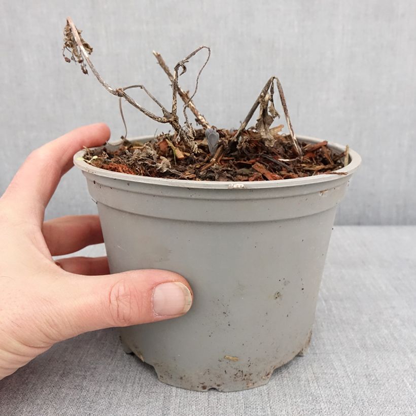 Spécimen de Sedum Marina - Orpin Pot de 2L/3L tel que livré en hiver