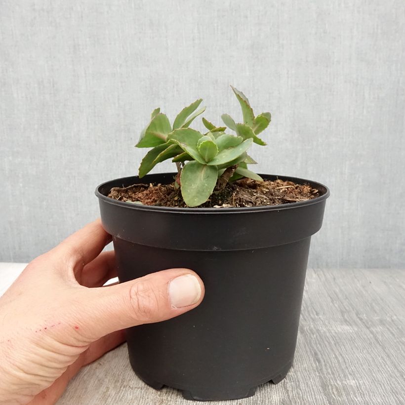 Spécimen de Sédum Matrona - Orpin Pot de 2L/3L tel que livré au printemps