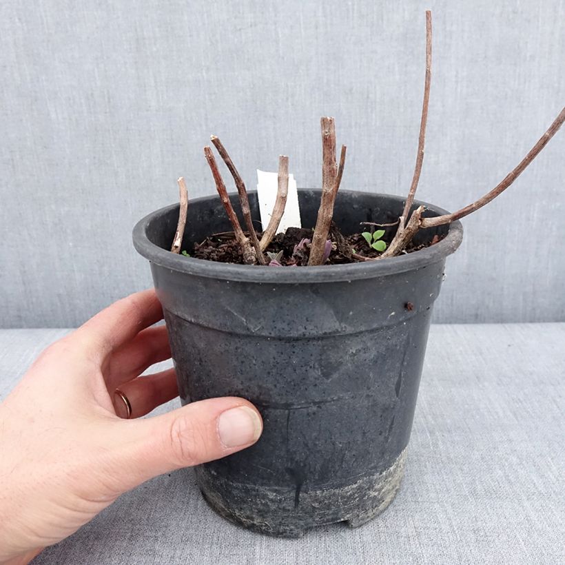 Spécimen de Sedum Mojave Jewels Diamond - Orpin d'automne  Pot de 2L/3L tel que livré en hiver