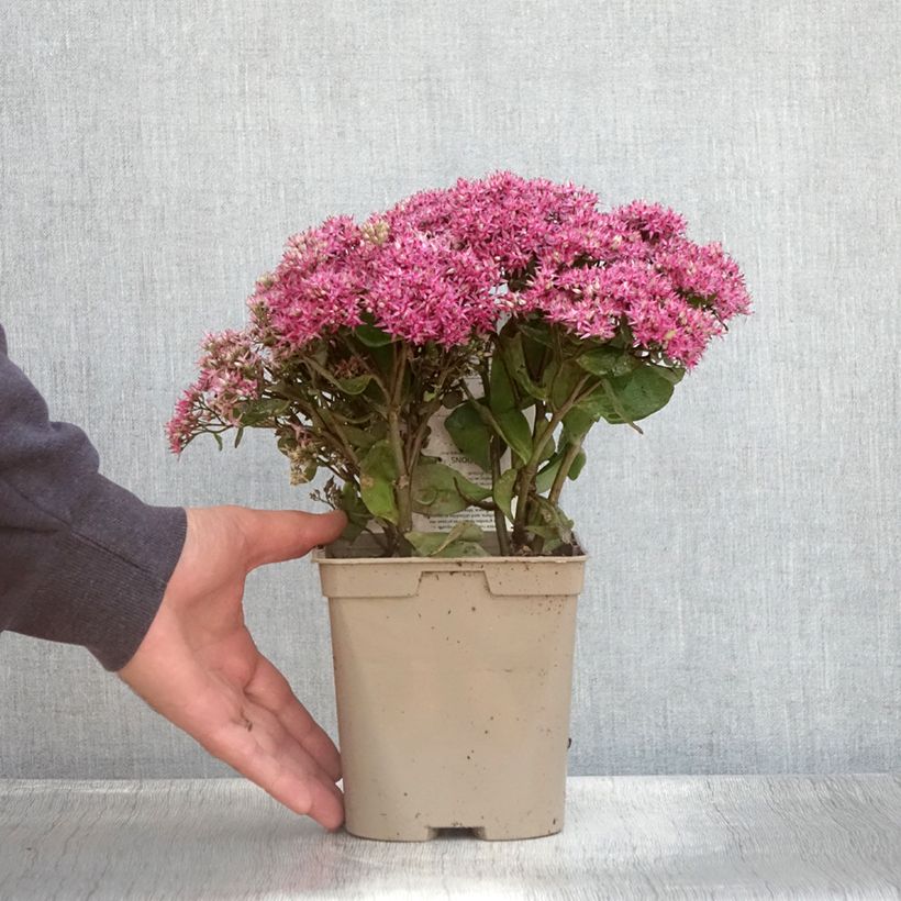 Example of Sedum Mr Goodbud - Orpin d'automne Pot de 2L/3L as you get in ete