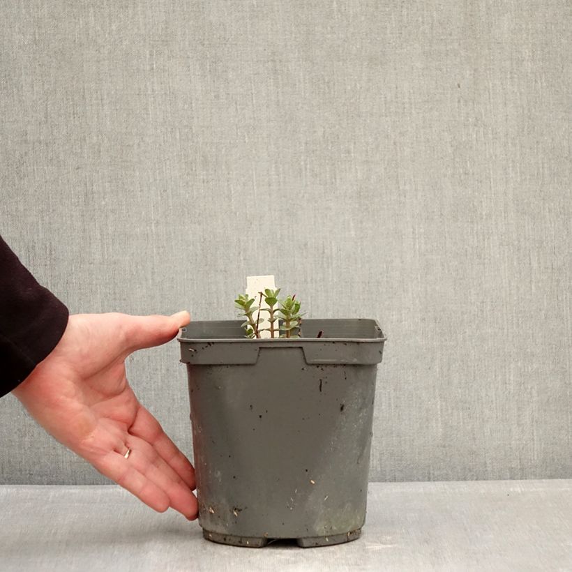 Spécimen de Sedum Pinky - Orpin Pot de 2L/3L tel que livré en hiver
