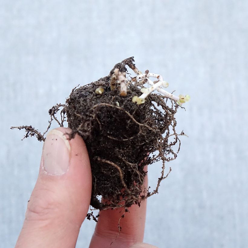 Spécimen de Sedum Pinky - Orpin Racines nues, Qualité Extra équivalant à un pot de 2L tel que livré en hiver