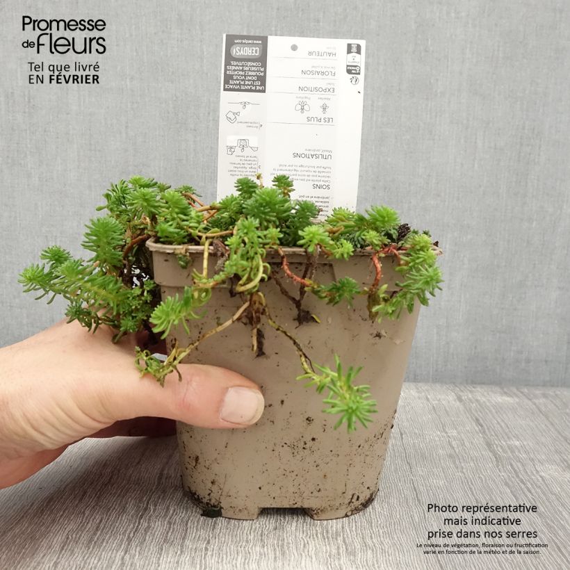 Spécimen de Sedum pulchellum - Orpin Pot de 2L/3L tel que livré en hiver