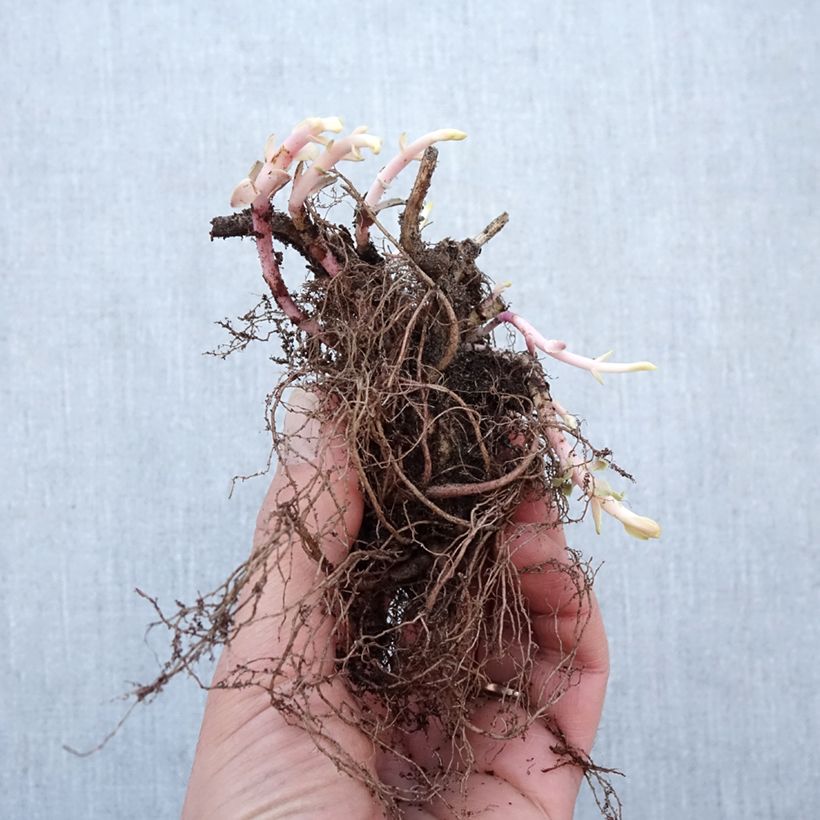 Example of Sedum Purple Emperor - Orpin Racines nues, Qualité Extra équivalant à un pot de 2L as you get in hiver