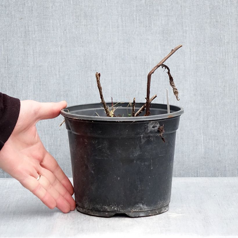 Spécimen de Sedum Red Cauli - Orpin Pot de 2L/3L tel que livré en hiver