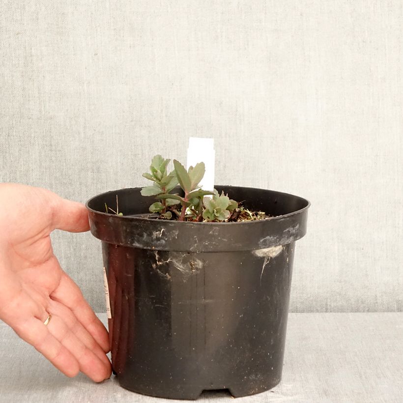 Spécimen de Sedum Red Cauli - Orpin Pot de 2L/3L tel que livré au printemps