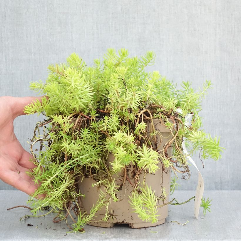 Spécimen de Sedum reflexum Yellow Cushion - Orpin réfléchi Pot de 3L/4L tel que livré au printemps