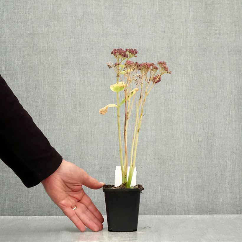 Spécimen de Sedum spectabile Brilliant - Grand Orpin d'automne Godet de 8/9 cm tel que livré en automne