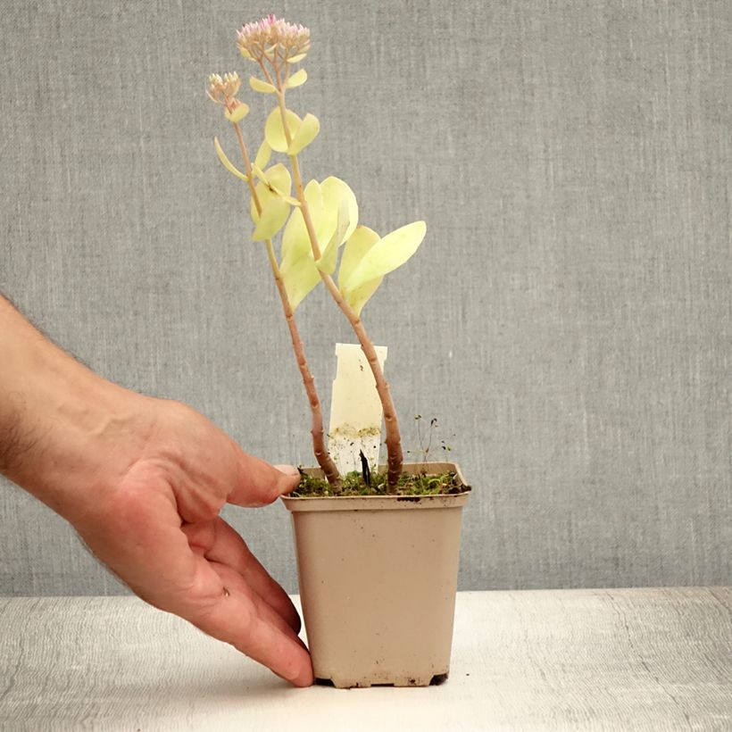 Spécimen de Sedum spectabile Meteor - Orpin d'automne Godet de 8/9 cm tel que livré en été