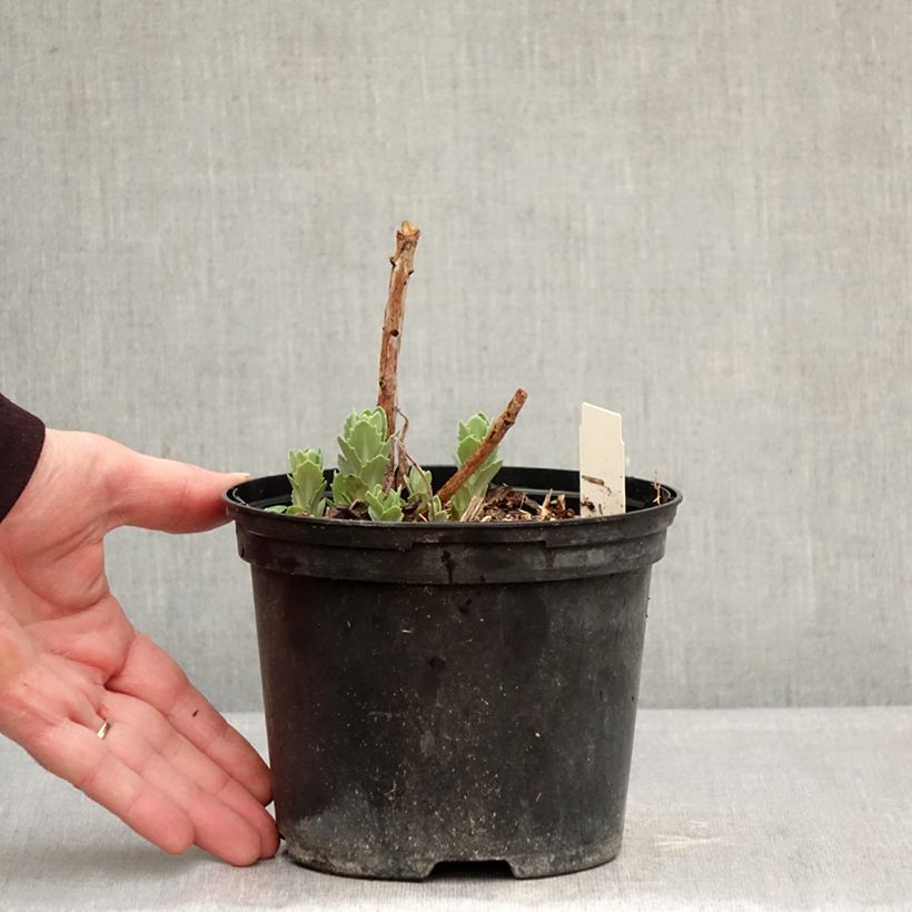 Spécimen de Sedum spectabile Neon - Grand orpin d'automne Pot de 2L/3L tel que livré en hiver