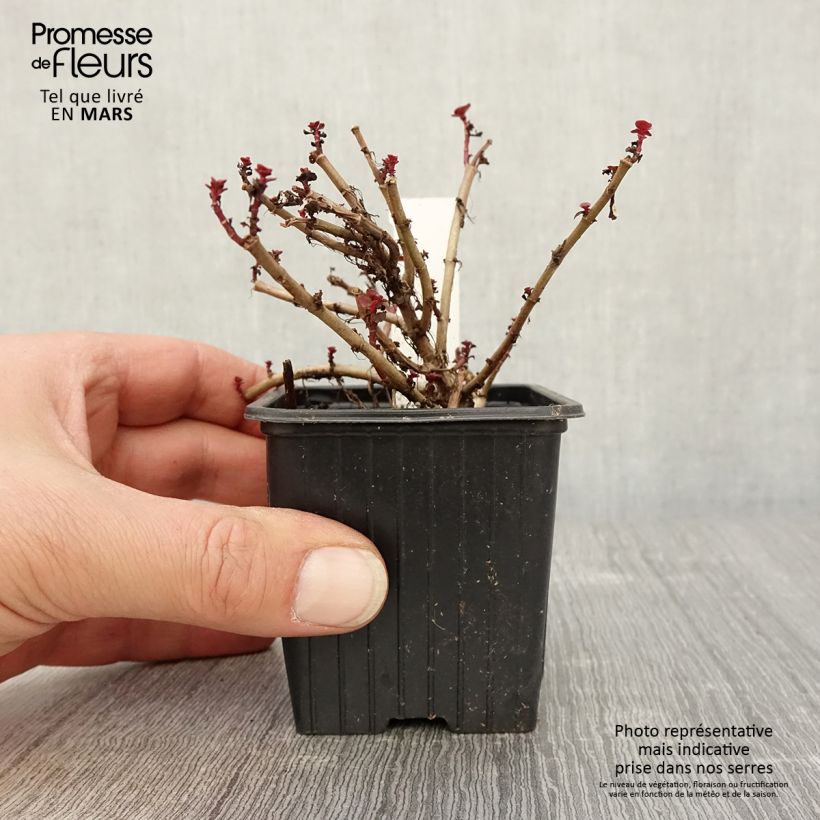 Example of Sedum spurium Dragon Blood (schorbuser blüt) - Orpin Godet de 8/9 cm as you get in printemps