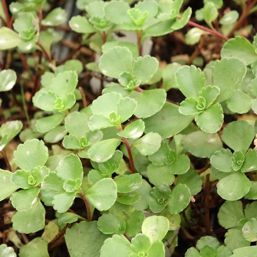 Sedum spurium Dragon Blood (schorbuser blüt) - Orpin (Foliage)