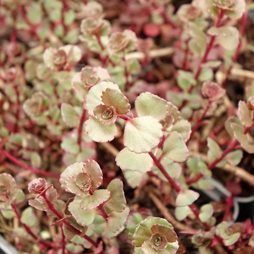 Sedum spurium Fuldaglut - Orpin (Feuillage)