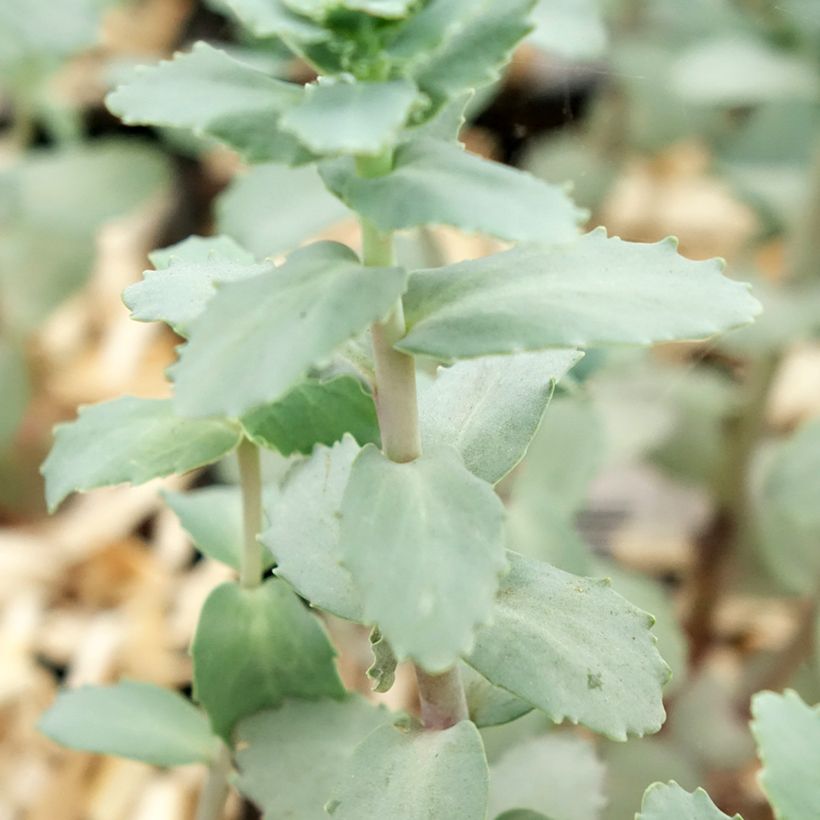 Sedum Strawberry and Cream - Orpin d'Automne (Feuillage)