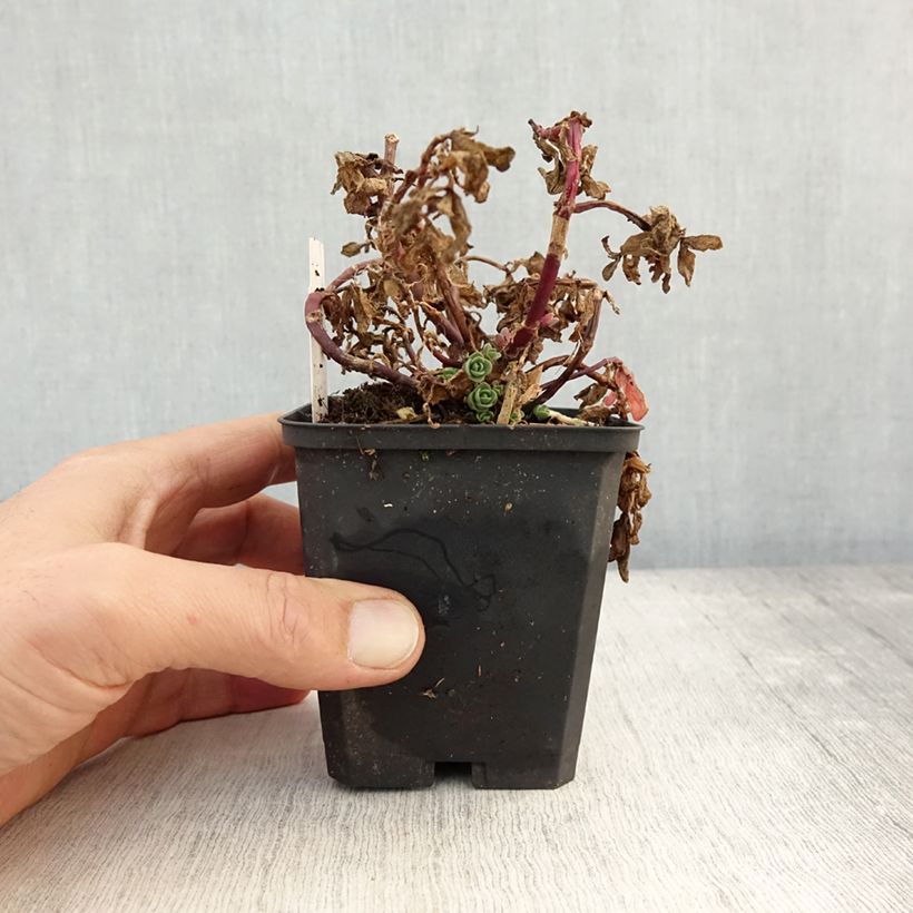 Spécimen de Sedum Sunsparkler Blue Pearl - Orpin Godet de 8/9 cm tel que livré en automne