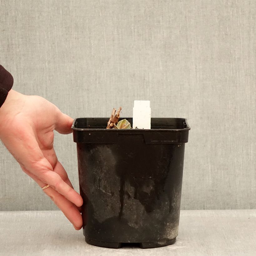 Spécimen de Sedum Sunsparkler Blue Pearl - Orpin Pot de 2L/3L tel que livré en hiver