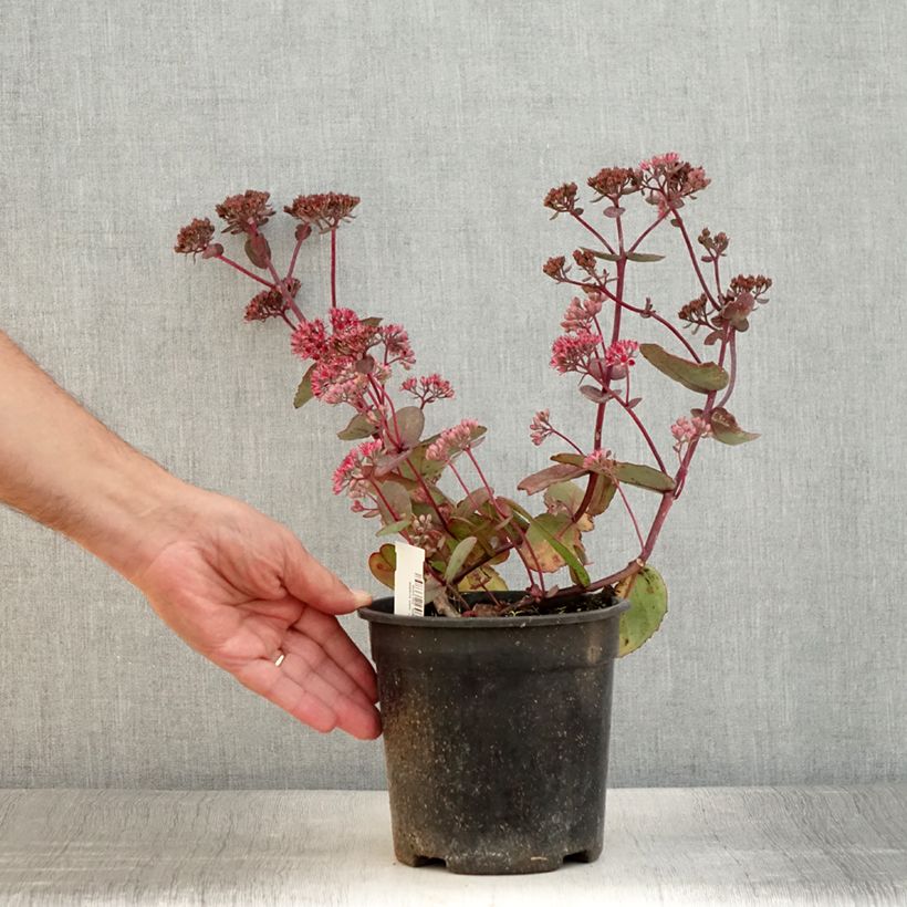 Spécimen de Sedum Sunsparkler Dream Dazzler - Orpin hybride Pot de 2L/3L tel que livré en été