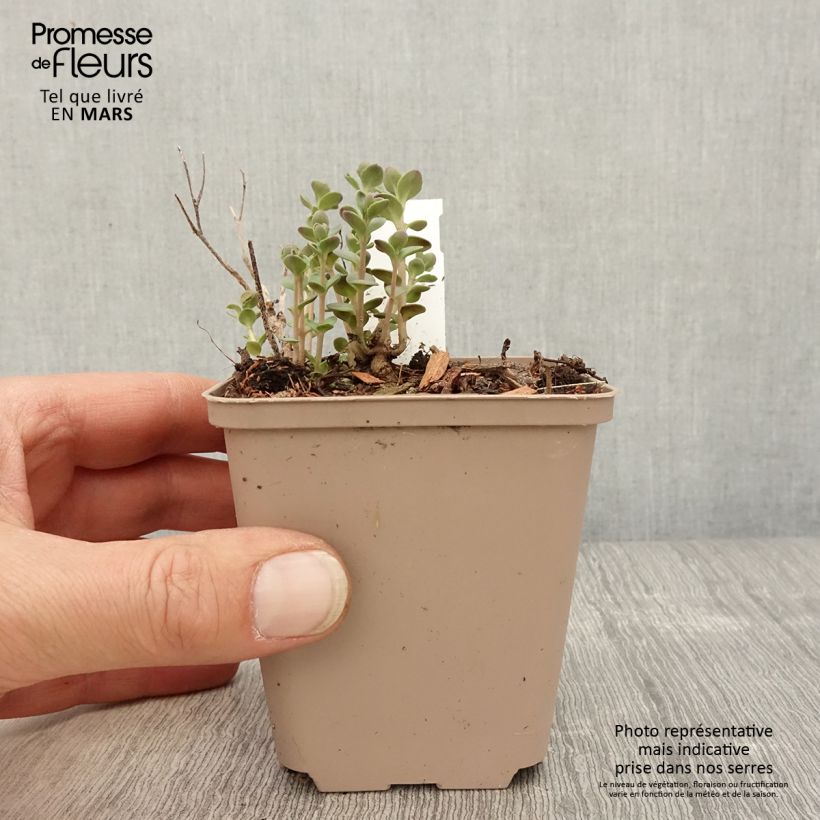 Spécimen de Sedum SUNSPARKLER® Plum Dazzled - Orpin Godet de 8/9 cm tel que livré au printemps