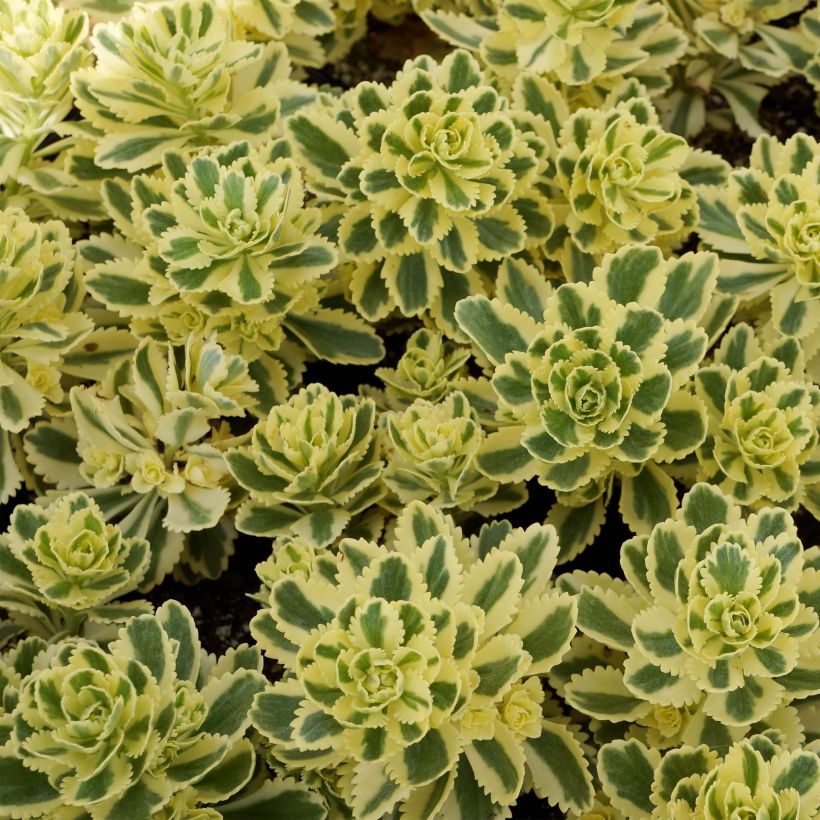 Sedum takesimense Atlantis - Orpin panaché  (Foliage)