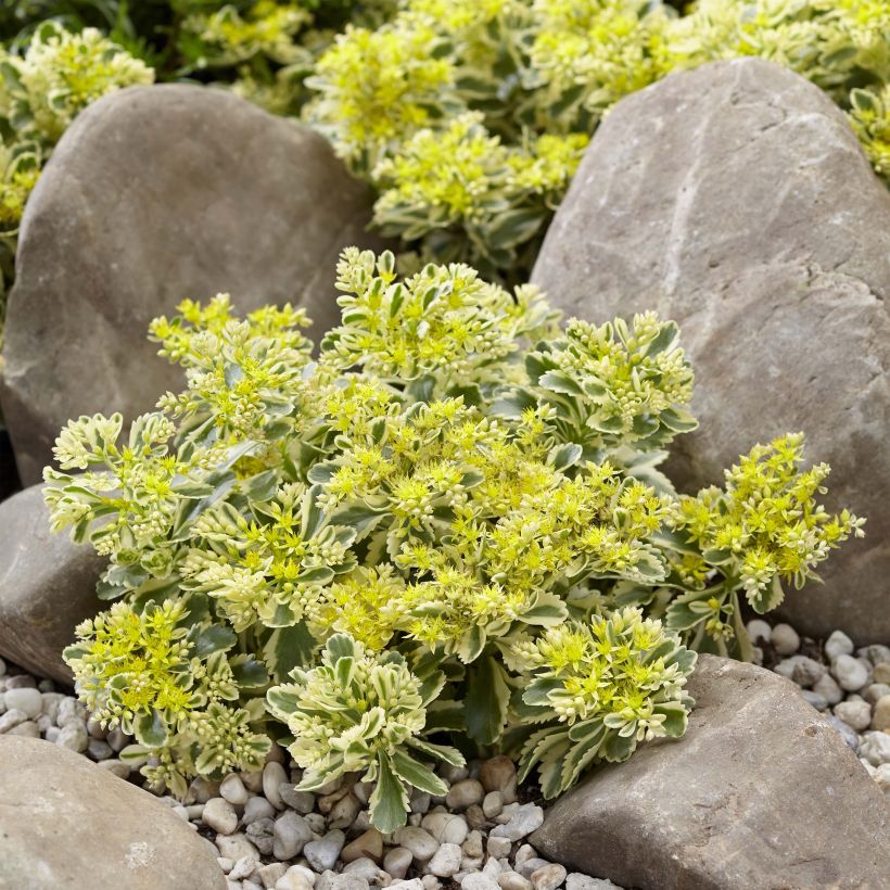 Sedum takesimense Atlantis - Orpin panaché  (Plant habit)