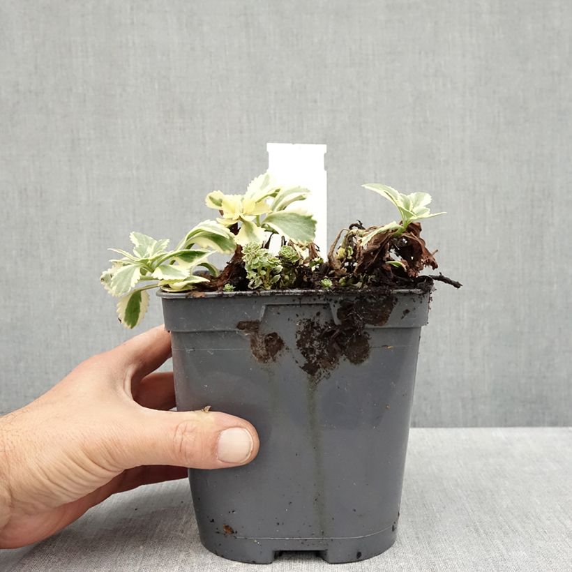 Spécimen de Sedum takesimense Atlantis - Orpin panaché  Pot de 1,5L/2L tel que livré en automne