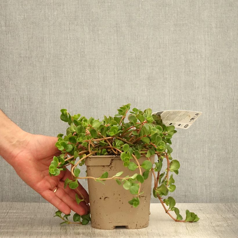 Spécimen de Sedum tetractinum Coral Reef - Orpin Pot de 2L/3L tel que livré au printemps