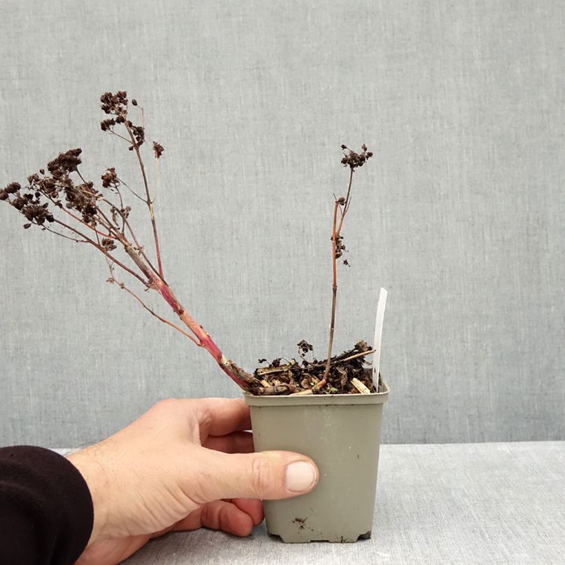 Spécimen de Sedum Yellow Xenox® - Orpin  Godet de 8/9 cm tel que livré en automne