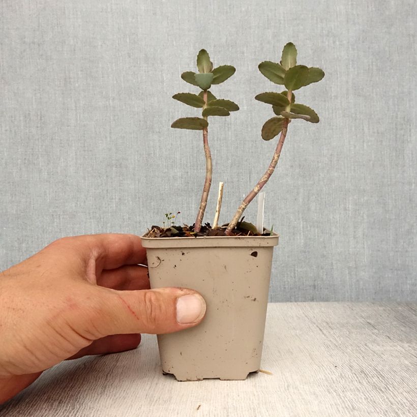 Spécimen de Sedum Yellow Xenox® - Orpin  Godet de 8/9 cm tel que livré au printemps