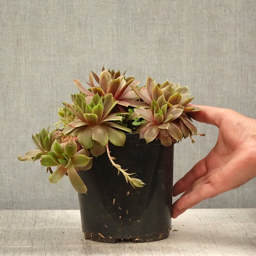Spécimen de Sempervivum (BigSam series) Ruby Star - Joubarbe Pot de 3L/4L tel que livré au printemps