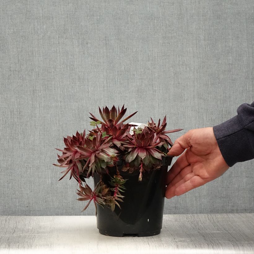 Spécimen de Sempervivum Chick Charms Butterscotch Baby - Joubarbe Pot de 3L/4L tel que livré en été