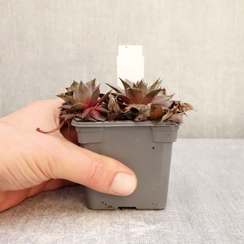 Spécimen de Sempervivum Chick Charms Grape Galaxy - Joubarbe Godet de 8/9 cm tel que livré en hiver
